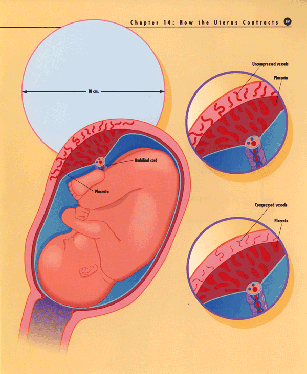 how-the-uterus-contracts-2